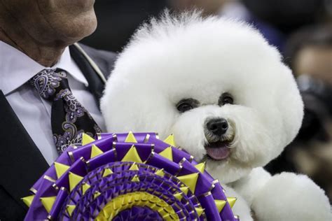 westminster kennel club live stream